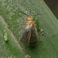 Calopsocinae