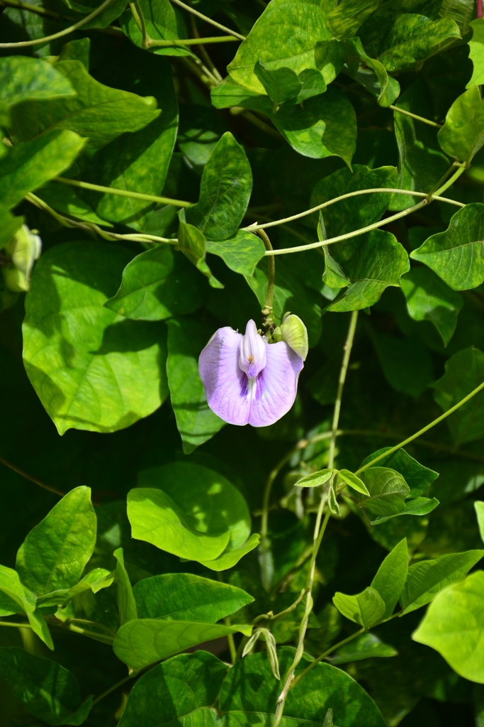 sentro (Centrosema molle)