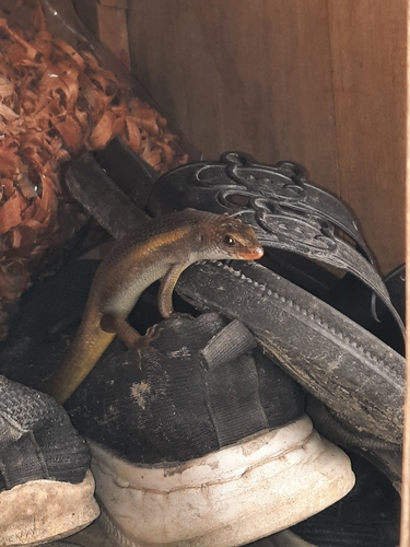 Eutropis multifasciata