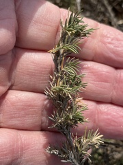 Distichlis littoralis