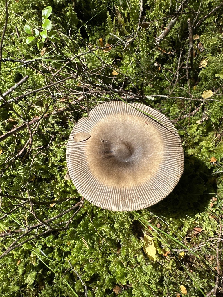 Amanita pekeoides · January 2025 · photo: © phytomine (iNaturalist, cc0)