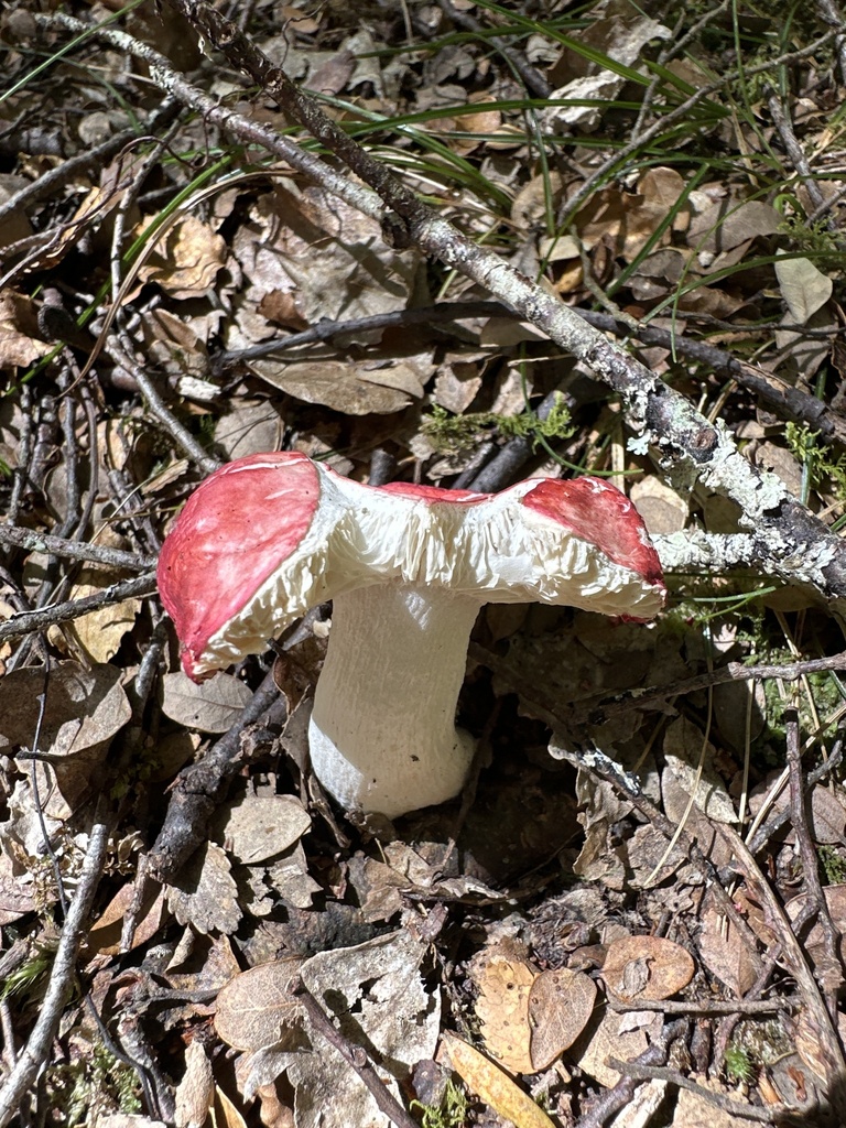 Russula kermesina · January 2025 · photo: © phytomine (iNaturalist, cc0)
