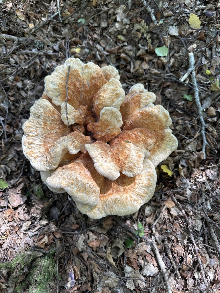 Bondarzewia kirkii · January 2025 · photo: © phytomine (iNaturalist, cc0)