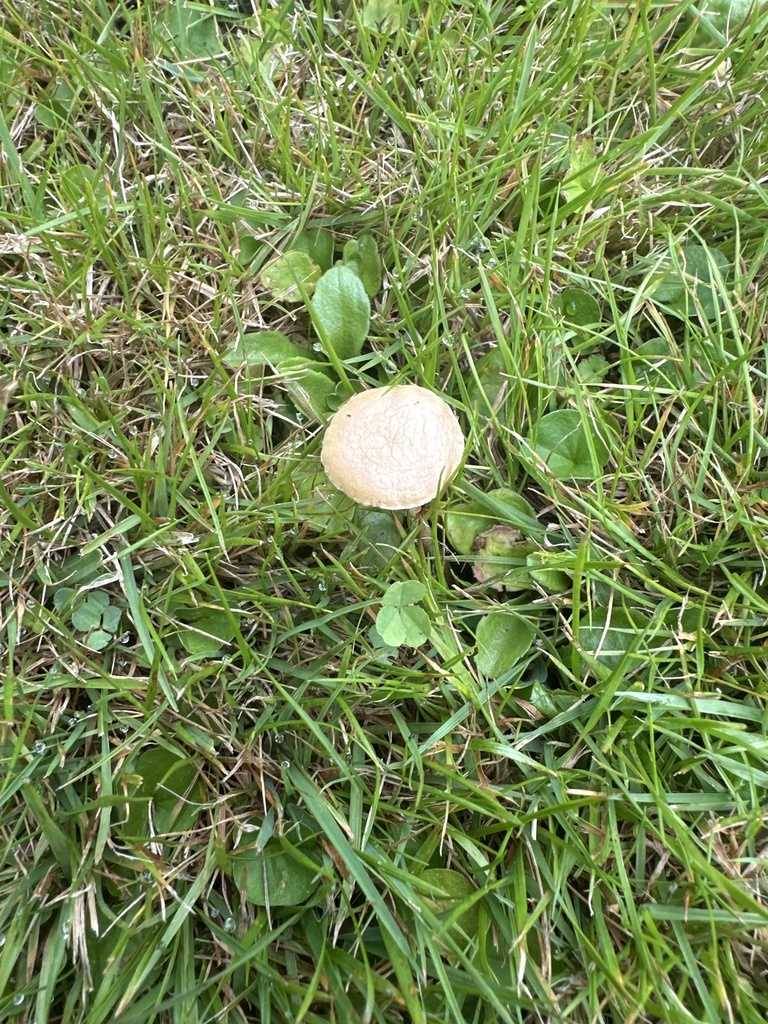 Agrocybe pediades · January 2025 · photo: © phytomine (iNaturalist, cc0)