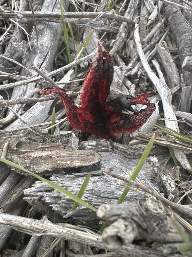 Clathrus archeri · February 2025 · photo: © phytomine (iNaturalist, cc0)