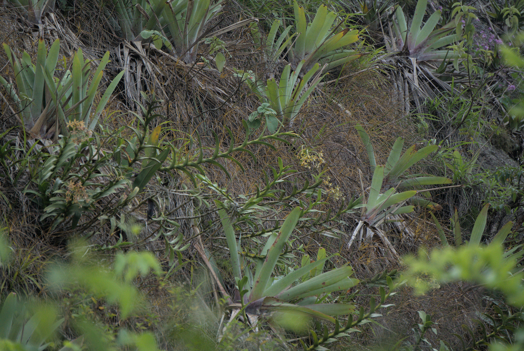 Epidendrum ammophilum Barb.Rodr. 2