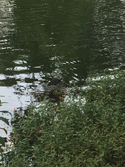 Amaurornis phoenicurus