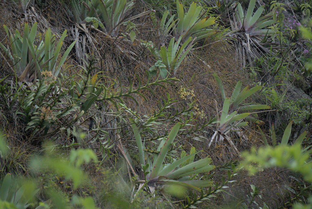 Epidendrum ammophilum Barb.Rodr.