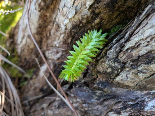 Image of Phlegmariurus phyllanthus by (c) Damien Wallace, some rights reserved (CC BY)