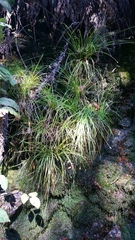 Carex cusickii