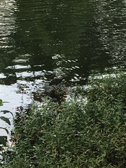 Amaurornis phoenicurus