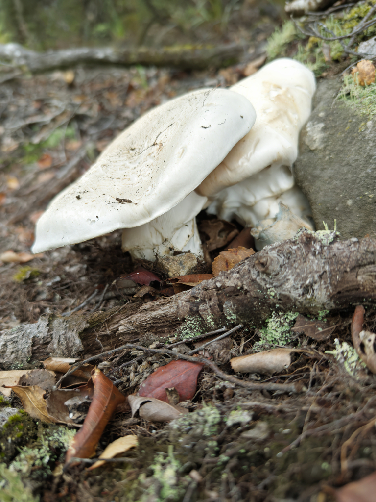 Austrocortinarius australiensis · February 2025 · photo: © jeremy_rolfe (iNaturalist, cc-by)