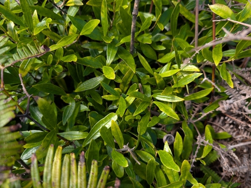 Image of Alyxia stellata by (c) Damien Wallace, some rights reserved (CC BY)