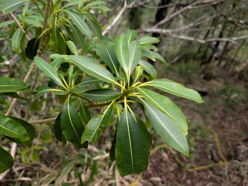 Image of Rauvolfia sandwicensis by (c) Damien Wallace, some rights reserved (CC BY)