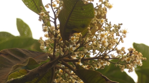 Saurauia bullosa