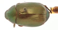 Anomala russiventris