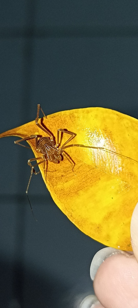Protimesius orcus