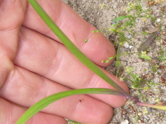 Tradescantia virginiana