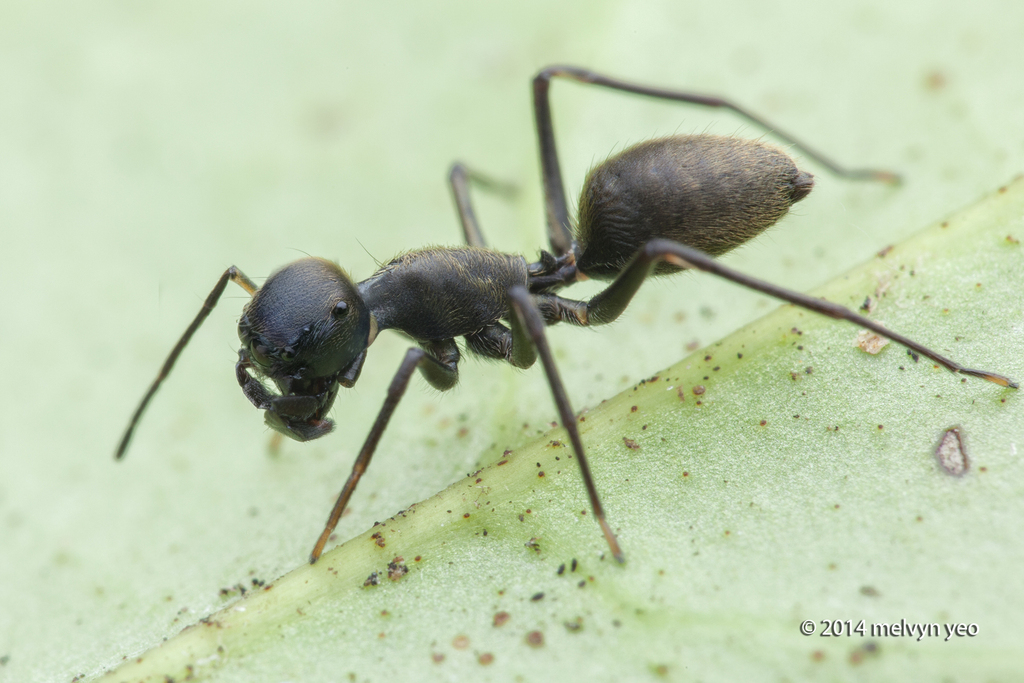 Bocus angusticollis