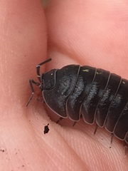 Armadillidium depressum