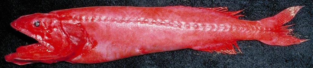 Red Whalefish