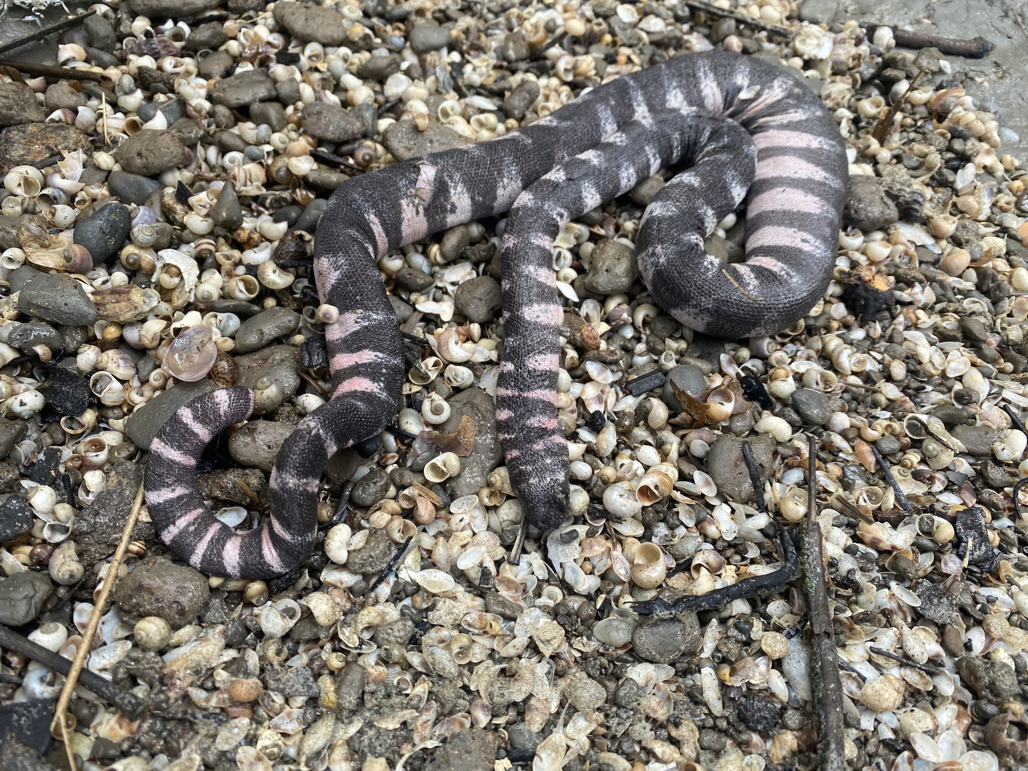 Acrochordus granulatus (Schneider, 1799)