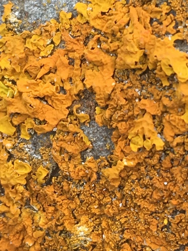 Xanthoria calcicola