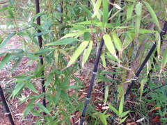 Phyllostachys nigra