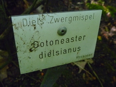 Cotoneaster dielsianus