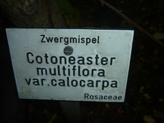 Cotoneaster multiflorus