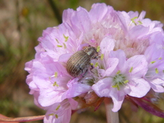 Philopedon plagiatum