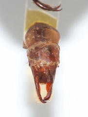 Anomala russiventris