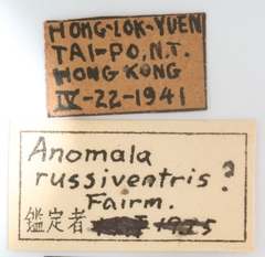 Anomala russiventris
