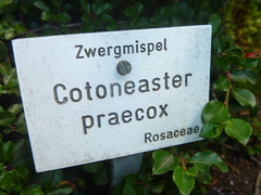 Cotoneaster adpressus