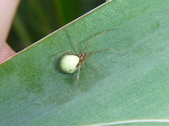 Neottiura bimaculata