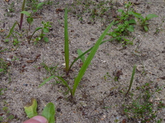 Tradescantia virginiana