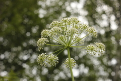 Conioselinum tataricum