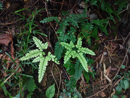 Image of Adiantum flabellulatum by (c) ncueeleo, some rights reserved (CC BY-SA)