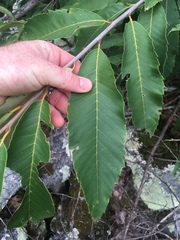 Castanea ozarkensis