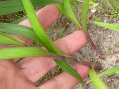 Tradescantia virginiana