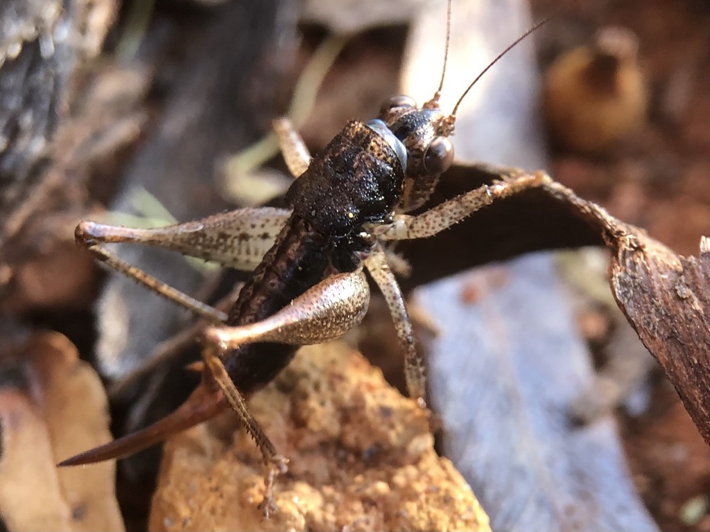 Latitatagraecia vulgivaga