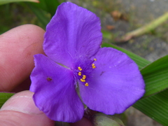 Tradescantia virginiana