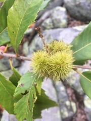 Castanea ozarkensis