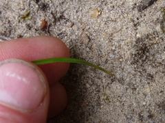 Tradescantia virginiana