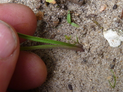 Tradescantia virginiana
