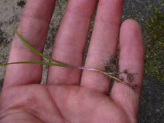 Tradescantia virginiana