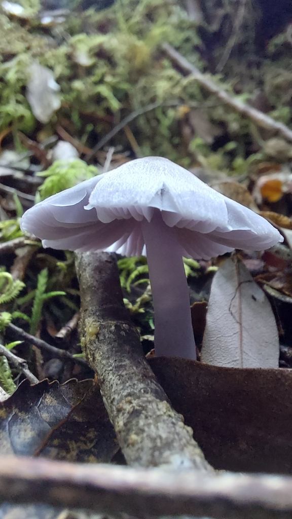 Porpolomopsis lewelliniae · January 2025 · photo: © tassietravelsblog (iNaturalist, cc0)
