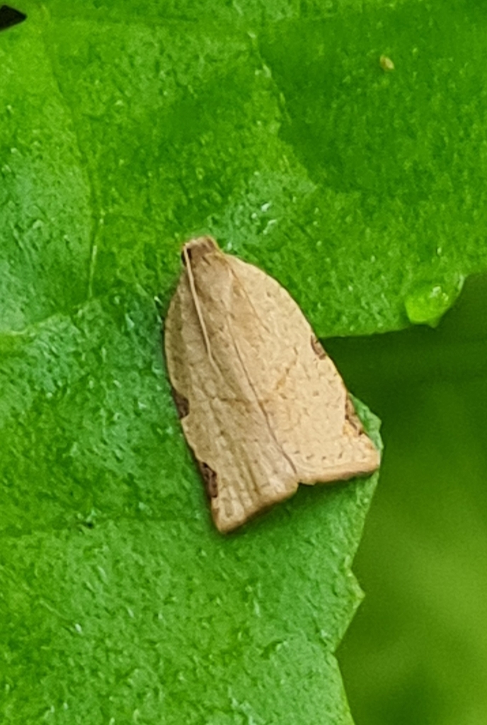 Meridemis detractana