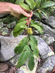 Castanea ozarkensis