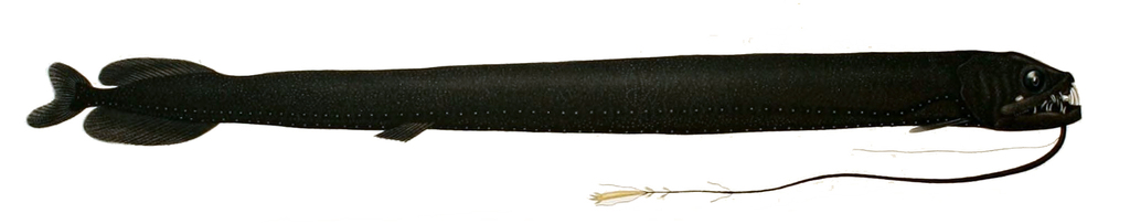 Scaleless Dragonfish